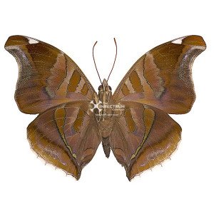Crescents butterfly
